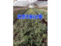 紅河鐵皮石斛價(jià)格表|云南鐵皮石斛如何種植|鐵皮石斛批發(fā)圖2