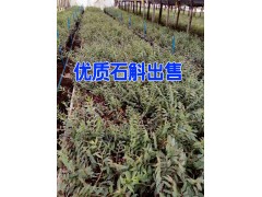 云南紅河好鐵皮石斛批發(fā)參數(shù)|鐵皮石斛種植網(wǎng)400-6633-626圖3