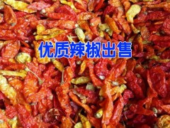 哪里的干辣椒低價(jià)&產(chǎn)地云南干辣椒價(jià)格*干辣椒種植戶銷售信息400-6633-626圖2