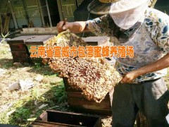 宣威蜂蜜|宣威蜂膠生產(chǎn)供應(yīng)商|云南蜂膠哪里的好_0871-64155848圖2