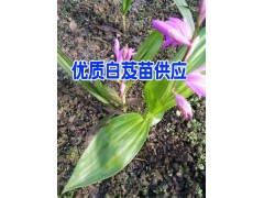 如何選購白芨種苗&白芨中藥材小苗&圖3