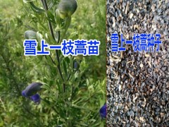 秦艽*雪上一枝蒿種子哪里有價(jià)格&*麗江/東川雪上一枝蒿種植圖2