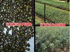 騰沖紅豆杉種子供應(yīng)商家圖3