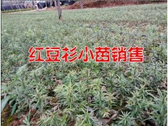 騰沖紅豆杉多少錢(qián)一棵*紅豆杉苗圃信息*紅豆格小苗行情%紅豆杉圖2