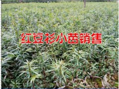 騰沖紅豆杉多少錢(qián)一棵*紅豆杉苗圃信息*紅豆格小苗行情%紅豆杉圖3