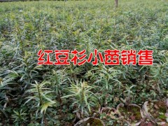 騰沖紅豆杉種苗%今日新紅豆杉#種苗低價(jià)格圖2