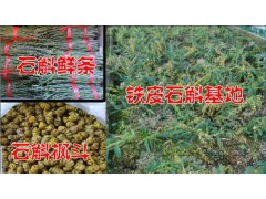 騰沖鐵皮石斛銷售價(jià)格&鐵皮石斛騰沖供應(yīng)商&優(yōu)質(zhì)鐵皮石斛&騰沖銷售商圖3