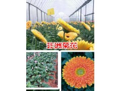 保山非洲菊花批發(fā)廠家*騰沖非洲菊花價格@保山市騰沖縣禾木苗圃圖1