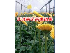 保山非洲菊花批發(fā)廠家*騰沖非洲菊花價格@保山市騰沖縣禾木苗圃圖2