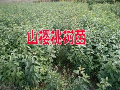 昭通山櫻桃苗木%云南山櫻桃樹苗怎么賣？適合云南種植山櫻桃樹苗圖2