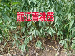 適合云南昭通種植的雪桃樹苗#昭通雪桃樹苗多少一棵？圖3