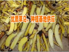 麗江黃草烏去皮圖片%黃草烏產(chǎn)地價(jià)格是多少一斤(55元一公斤)圖3