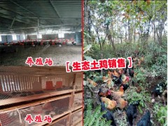 大關縣土雞養(yǎng)殖戶@大關縣哪里有土雜雞/純?yōu)豕请u出售圖3