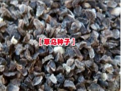 新產(chǎn)的草烏種子多少一斤&麗江大安鄉(xiāng)草烏種子?圖2