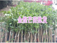 芒果實(shí)生苗幾年結(jié)果*芒果種子實(shí)生苗%圖3