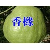 [香櫞樹(shù)苗]香櫞樹(shù)苗報(bào)價(jià)*香櫞水果多少錢(qián)一斤?