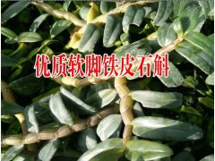 優(yōu)質(zhì)粗條鐵皮石斛鮮條087164183683圖2