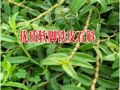 湖南鐵皮石斛|貴州鐵皮石斛種植戶|四川軟腳鐵皮石斛|圖2