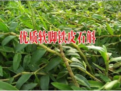 湖南鐵皮石斛|貴州鐵皮石斛種植戶|四川軟腳鐵皮石斛|圖3