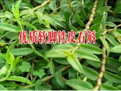 貴州鐵皮石斛 種植銷售價格|  云南鐵皮石斛圖2