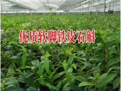 貴州鐵皮石斛 種植銷售價格|  云南鐵皮石斛圖3