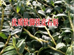 世界珍稀瀕危植物_哪里出售鐵皮石斛 | 優(yōu)質(zhì)鐵皮石斛圖2