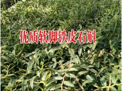 世界珍稀瀕危植物_哪里出售鐵皮石斛 | 優(yōu)質(zhì)鐵皮石斛圖3