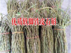 鐵皮石斛有較好的利膽作用%新云南軟腳鐵皮石斛價(jià)格圖3