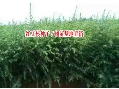 2017紅豆杉|紅豆杉苗木種植戶報價|紅豆杉種子多少一斤圖2