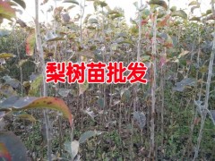 梨樹苗_今年梨樹苗_云南紅河哪里有梨樹苗批發(fā)圖2