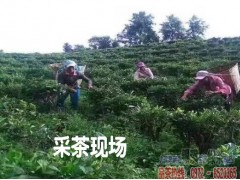 西雙版納 勐?？h哪里有綠茶制品廠圖3