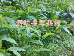 麗江哪里有草果種苗_2017草果種苗圖片(報(bào)價(jià))圖3