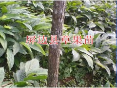 云南草果苗|紅河草果苗|屏邊草果苗|圖3