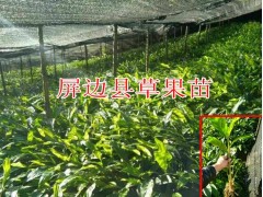 草果苗價格哪里的較便宜(實惠)_屏邊縣白云鄉(xiāng)草果種植培育基地圖2