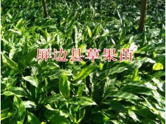 草果苗價格哪里的較便宜(實惠)_屏邊縣白云鄉(xiāng)草果種植培育基地圖3