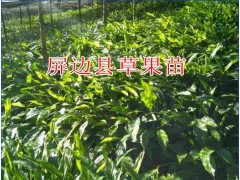 個(gè)舊哪里有草果苗銷售_聯(lián)系：13649607025圖2