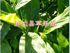 |70公分草果苗|哪里有草果苗銷售13649607025圖1