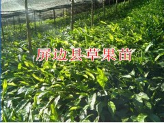 云南草果苗批發(fā)在哪里|紅河草果苗圖片|適合紅河種植的草果苗圖2