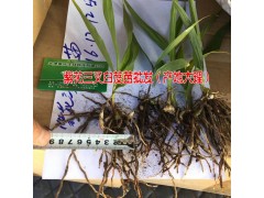 大理永平哪里有白芨苗圖3