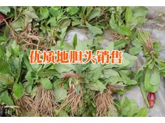 云南山白芷根哪里有銷(xiāo)售%云南山白芷根中藥材行情報(bào)價(jià)（產(chǎn)地）圖1