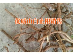 云南山白芷根哪里有銷(xiāo)售%云南山白芷根中藥材行情報(bào)價(jià)（產(chǎn)地）圖3