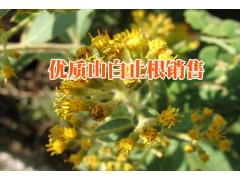 山白芷根/ 地膽頭/余甘子中藥材的產(chǎn)地信息圖1