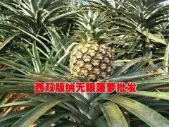 低價(jià)格無眼菠蘿基地信息|廣西無眼菠蘿信息|菠蘿新品種|圖2