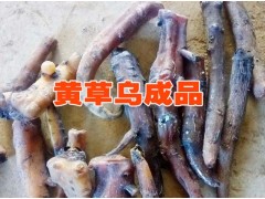 麗江/香格里拉草烏種子價格圖2