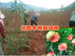 云南冬桃圖片%大理冬桃種植前景如何&大理冬桃產(chǎn)地直銷價格圖3