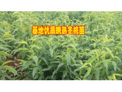 冬桃種植戶%云南冬桃種植戶報(bào)價(jià)&優(yōu)質(zhì)冬桃低價(jià)格圖3