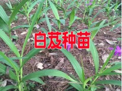 白及種苗_云南白芨種苗培育供應(yīng)商_白芨中藥材小苗批發(fā)價(jià)格圖2