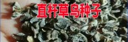 云南曲靖草烏種子多少錢一斤