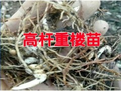 今年重樓種苗行情_新滇潤重樓小苗銷售行情價(jià)格圖2