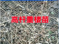 今年重樓種苗行情_新滇潤重樓小苗銷售行情價(jià)格圖3